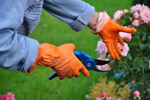 Local tree care and stump removal service in Collier Row