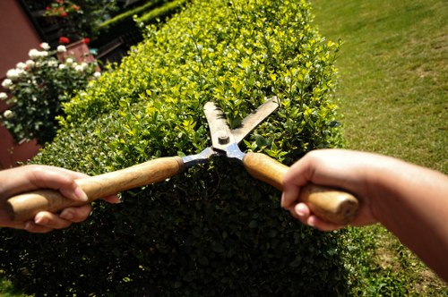 Local tree maintenance and removal service in Collier Row
